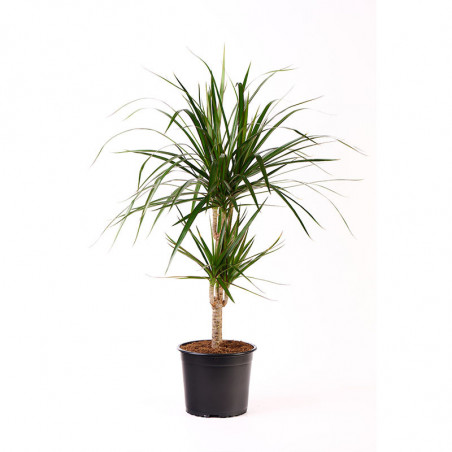 Dracena Marginata 2 Troncos