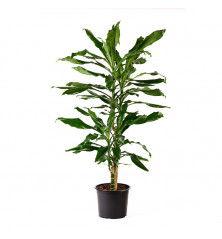 Dracena Steudneri M17