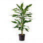 Dracena Steudneri M17