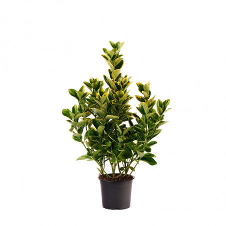 Euonymus Aurea M13 cm