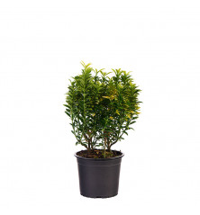 Euonymus Micro Gold M 13cm