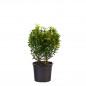 Euonymus Micro Gold M 13cm