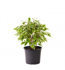 Ficus Benjamina Starlight M 13 cm