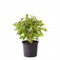 Ficus Benjamina Starlight M 13 cm