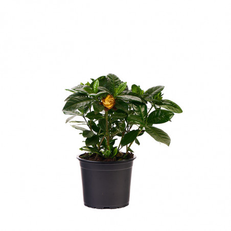 Gardenia M 13 cm