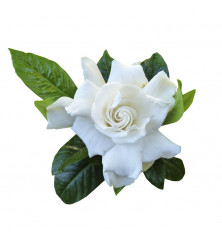 Gardenia M 13 cm