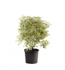 Pitosporum Tecnifolium M 19cm