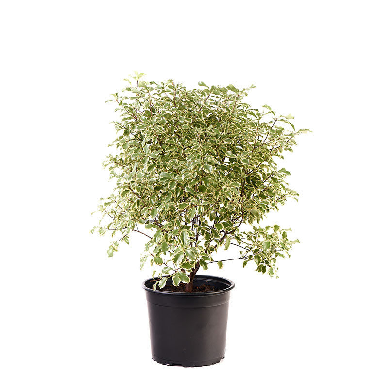 Pitosporum Tecnifolium M 19cm