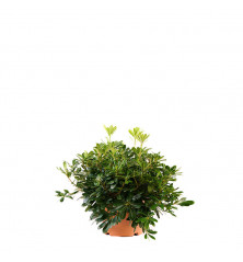 Pitosporum Tobira Nana 5l