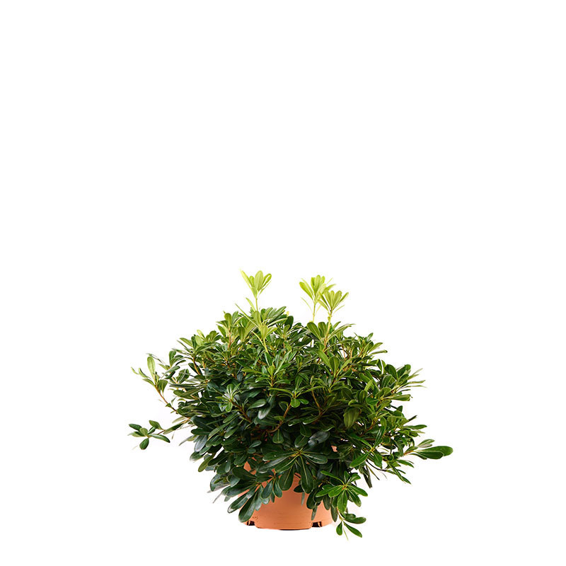 Pitosporum Tobira Nana 5l