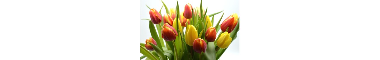 floristería